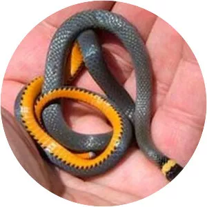 Ringnecked snake