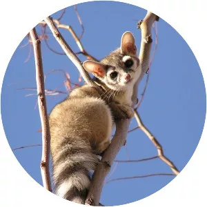 Ringtailed cat