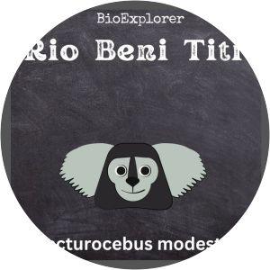 Rio Beni titi monkey