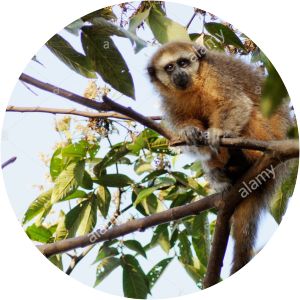 Rio Mayo titi monkey