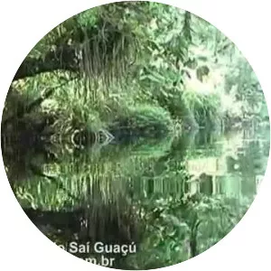 Rio Saí-guaçu