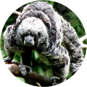 Rio Tapajóssaki - Primate