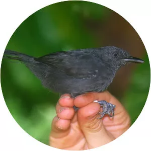 Riparian antbird