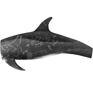 Risso's dolphin