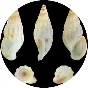Rissoa membranacea