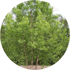 River birch - Plants