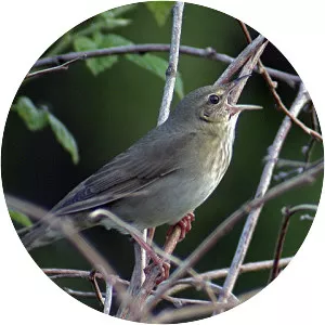 River warbler - Birds