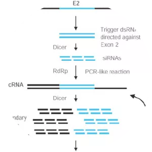 RNA-dependent RNA polymerase - 