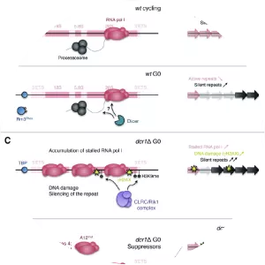 RNA polymerase I - 