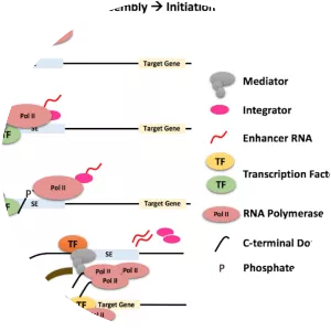 RNA polymerase II - 