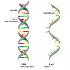 RNA - 