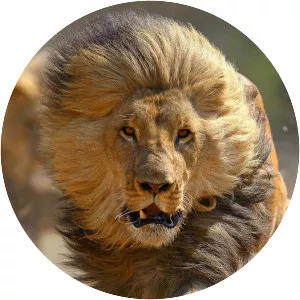 Roaring with Pride - TV program