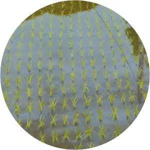 Robert Berlind photograph