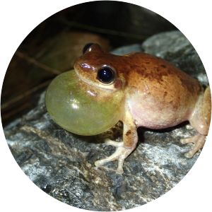 Robust bleating tree frog