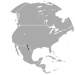 Robust cottontail - Animal