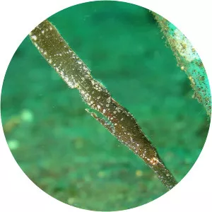 Robust ghost pipefish - Fish