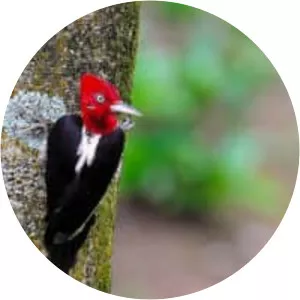 Robust woodpecker