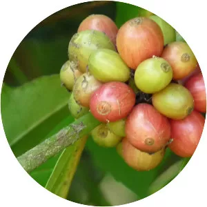 Robusta coffee