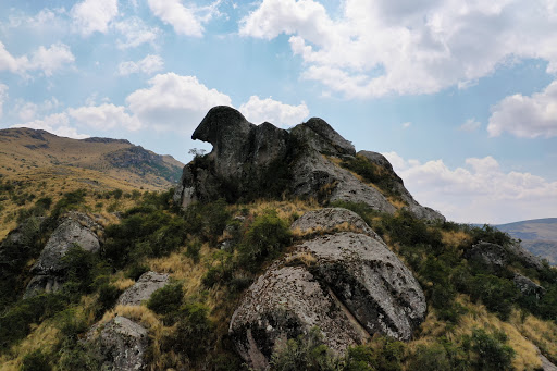 Roce Cabeza de Condor