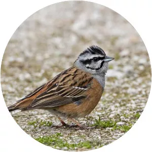 Rock bunting