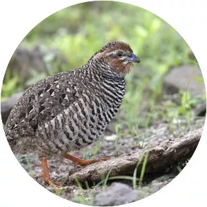 Rock bush quail