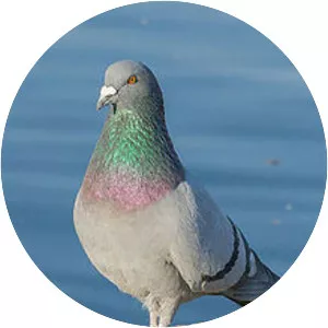 Rock dove