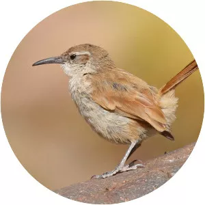 Rock earthcreeper - Bird