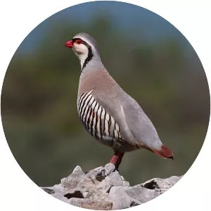 Rock partridge