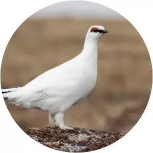 Rock ptarmigan