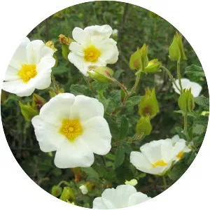 Rock-roses