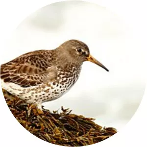 Rock sandpiper
