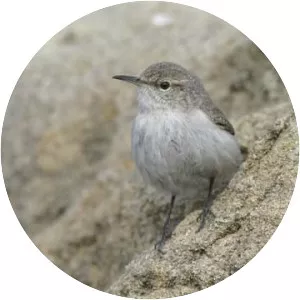 Rock wren
