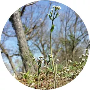 Rockcress (Arabidopsis)