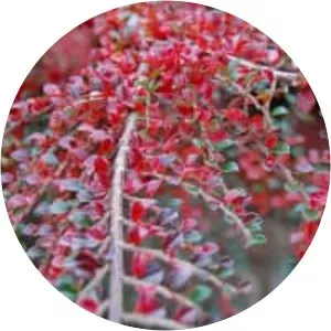 Rockspray cotoneaster