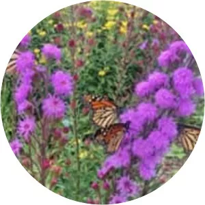 Rocky Mountain gayfeather