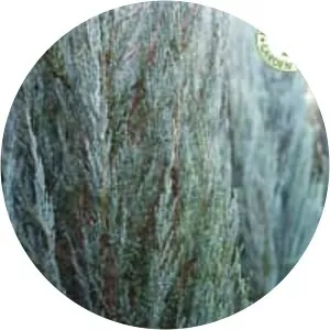 Rocky Mountain juniper