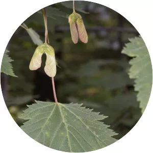 Rocky mountain maple - Plants