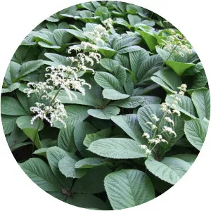 Rodgersia aesculifolia - 
