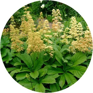 Rodgersia pinnata - Plants