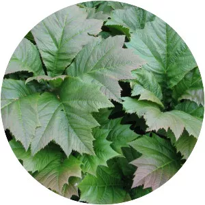 Rodgersia podophylla - Plants