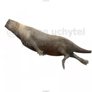 Rodhocetus