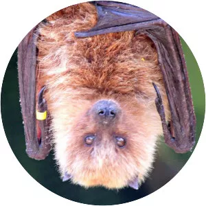 Rodrigues flying fox