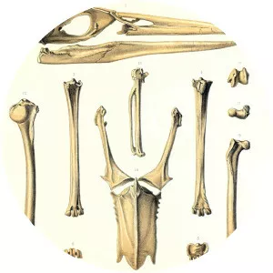 Rodrigues night heron