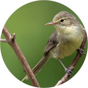 Rodrigues warbler - Birds