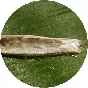 Roeslerstammiidae