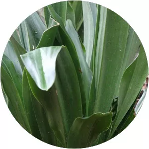 Rohdea japonica - Plants