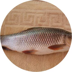 Rohu (Rohu Balığı)