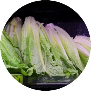 Romaine lettuce - 