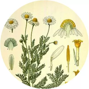 Roman chamomile - Plants