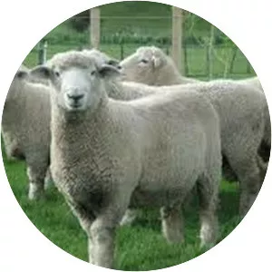Romney sheep